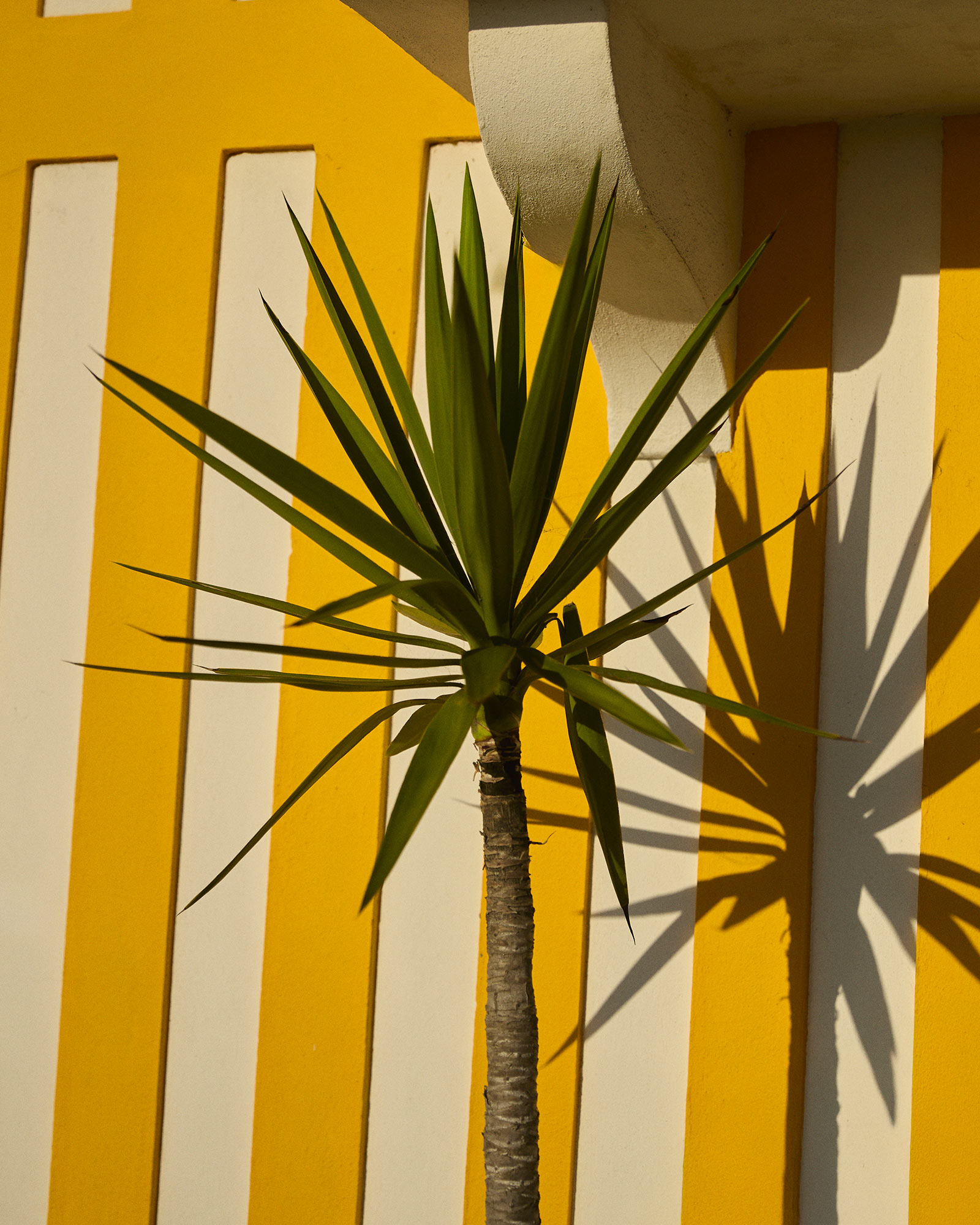 Immagine giocosa con gambe sollevate, sneakers blu spaiate e calzini bianchi, che sorreggono limoni su uno sfondo colorato &mdash; lo spirito vivace di HB Mood.