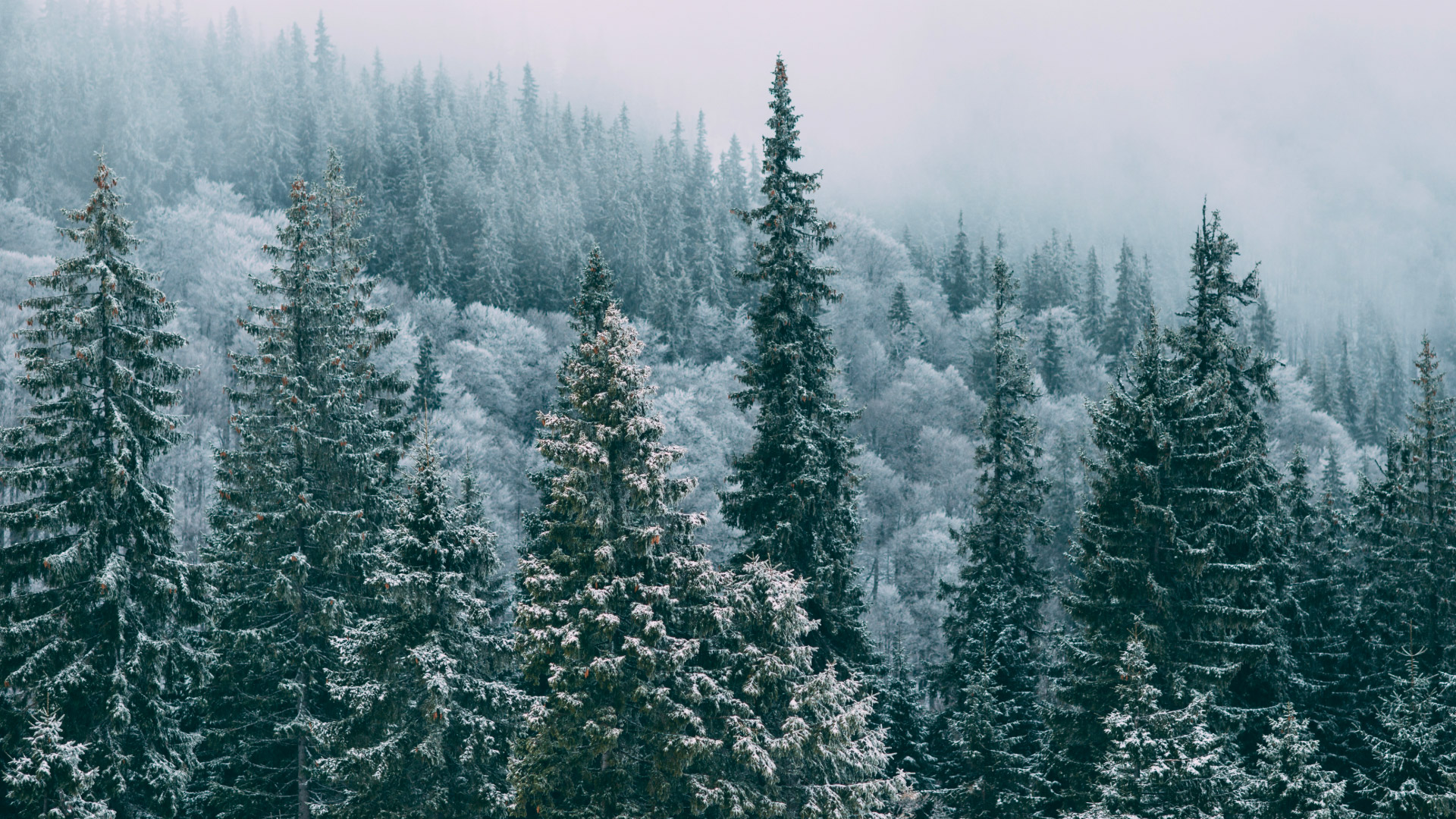 Snowy forest with fog, heavy coats in foreground.