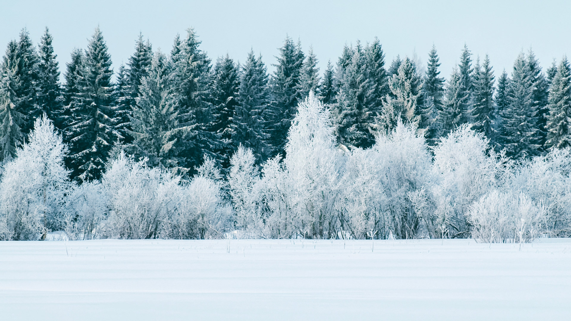 Snowy field and conifers, heavy coat in scene.
