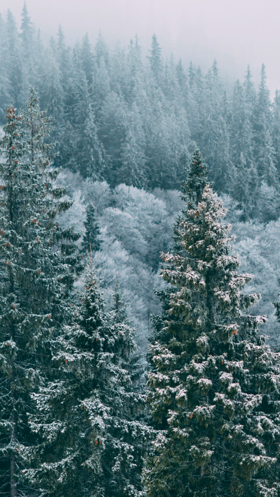 Snow-covered trees with mountain mist, scarves visible.