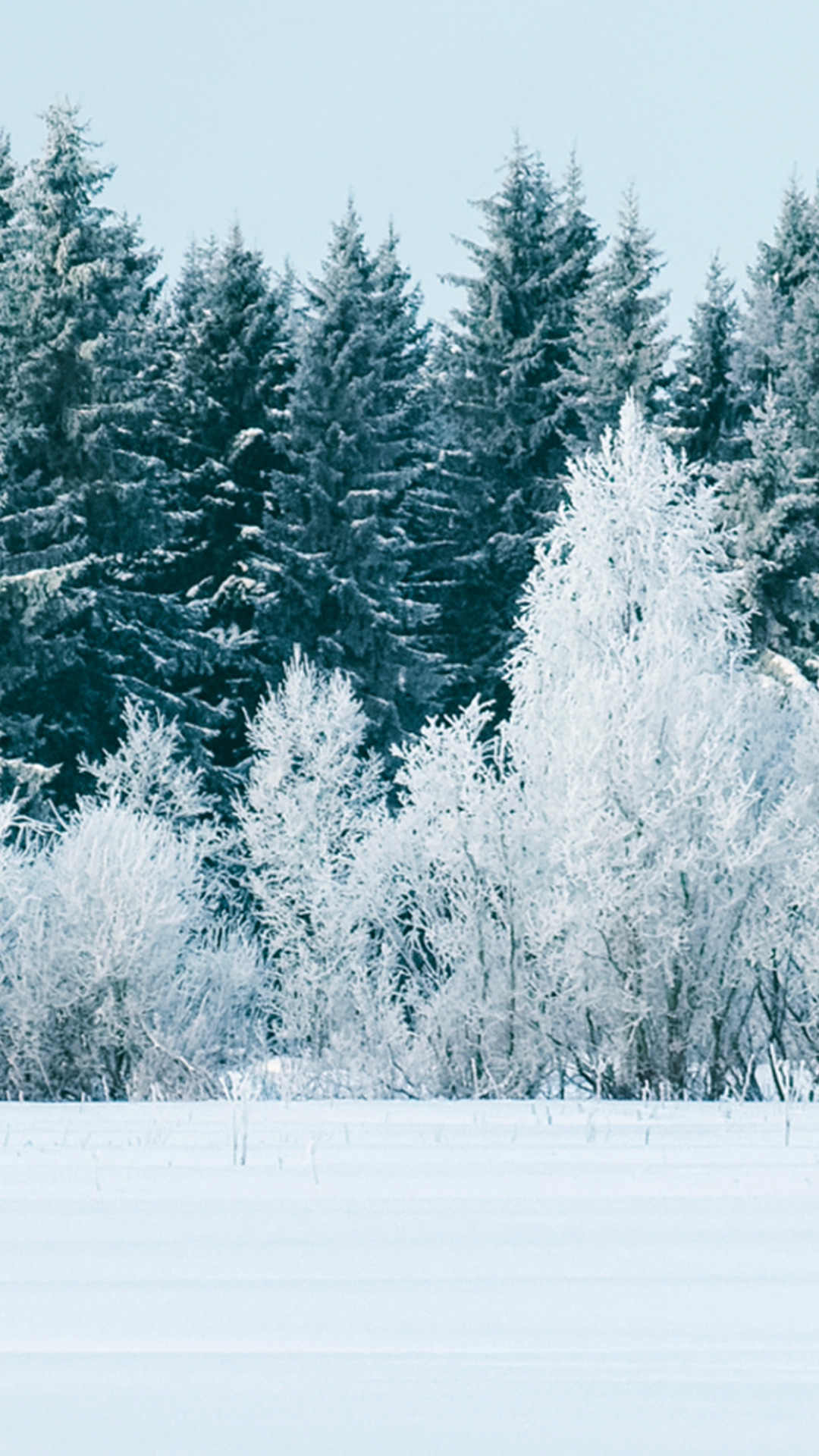 Vertical detail of snowy trees, scarf evident.